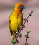 Wever vogel op bloem, Zuid-Afrika
